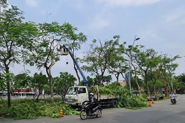 Báo sự cố cây xanh mùa mưa: Gọi 1022
