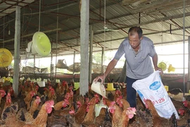 Lo đứt gãy nguyên liệu thức ăn chăn nuôi vì phụ thuộc nhập khẩu
