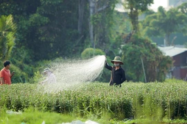 Trồng hoa tết: Người vui, kẻ buồn