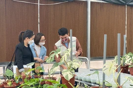Cây kiểng lá đột biến xuất ngoại 