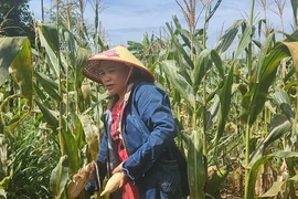Vợ chồng U-60 hơn 70 lần hiến máu