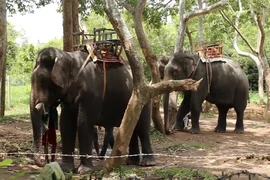 Voi 'bảo mẫu' H’Băn chết ở tuổi 59 sau nhiều năm làm du lịch