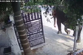 1 nài bị voi quật chết