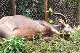 Bắn hạ trâu điên húc nhiều người bị thương
