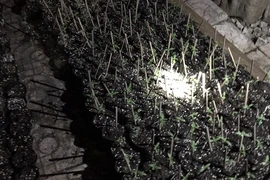 Phát hiện súng, biển xe 80B tại nhà người trồng cần sa