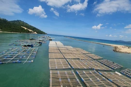 Hàng loạt lồng bè nuôi trồng thuỷ sản tự phát dưới chân cầu Đề Gi, Bình Định