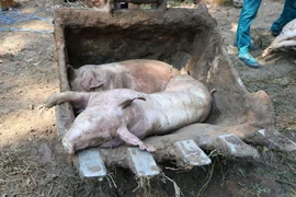Bình Dương ban hành công văn khẩn chống dịch tả heo châu Phi
