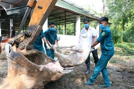 Bình Dương phát hiện 7 ổ dịch tả heo châu Phi