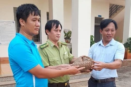 Bình Phước: 2 giáo viên bắt được con tê tê quý hiếm trong sân nhà