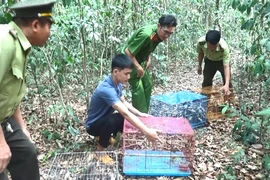 Bình Dương: Thả về rừng hàng trăm chim, thú quý hiếm