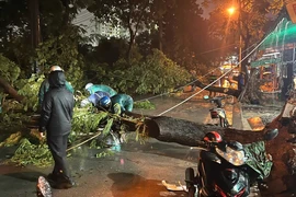 TP.HCM: Mưa lớn khiến cây xanh bật gốc đè trúng hai bà cháu