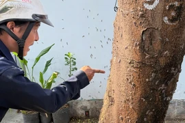 Rợn người hình ảnh sâu róm bò lúc nhúc, 'tấn công' nhà dân ở TP.HCM
