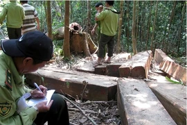 Cắm mốc ranh giới nơi diễn ra vụ phá rừng lớn chưa từng có
