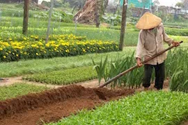 Quảng Nam: Làng rau lừng danh Trà Quế vào tết