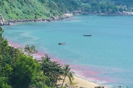 Vệt nước đỏ ở biển Đà Nẵng là ấu trùng ruốc