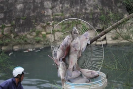 Cá rô phi nổi trắng kênh ở Đà Nẵng