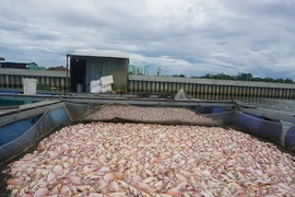 Trong vài giờ, cá chết trắng sông Cổ Cò