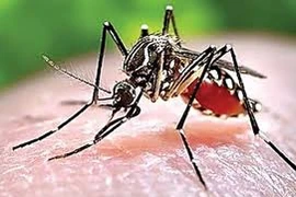 Nguy cơ bệnh sốt rét bùng phát ở Phú Quốc
