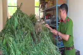 Phát hiện 1 'trang trại cần sa' ở Hậu Giang
