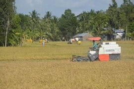 Bí thư Đồng Tháp hiến kế thoát khỏi 'lời nguyền' lúa gạo
