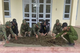 An Giang: Phát hiện 12 kg thảo mộc nghi là cần sa