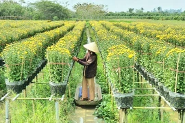 Làng hoa Sa Đéc: Hàng triệu giỏ hoa chuẩn bị ra chợ Tết