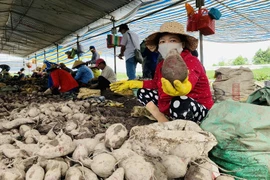 Giá 1 ký khoai lang không bằng ly trà đá, nông dân trắng tay