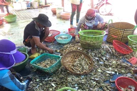 Trà Vinh tạo điều kiện cho thương lái thu mua nông, thủy sản
