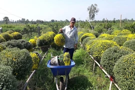 Thủ phủ hoa miền Tây tấp nập, hàng triệu giỏ hoa sắp ra chợ 