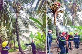 Giải cứu người đàn ông kẹt trên ngọn dừa