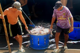 Xuất khẩu thủy sản và gạo của Đồng Tháp tăng trưởng ấn tượng