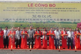 Gần 30 tấn khoai lang đầu tiên bán chính ngạch sang Trung Quốc