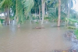 Nước biển dâng phá bờ bao, nguy cơ sập toàn bộ tường hắt sóng tuyến kè Hiệp Thạnh