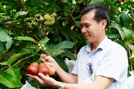 Sau nhãn Ido chịu hạn, nông dân Cần Thơ tiếp tục giấc mơ đưa mận Việt ra thế giới