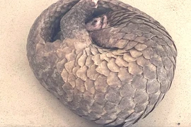 Cần Thơ: Người dân mang nộp con tê tê quý hiếm nặng hơn 3kg