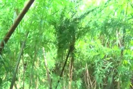 Ảnh HẢI DƯƠNG