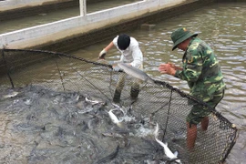 Nhức nhối cá tầm 'lạ' từ Trung Quốc tràn vào Việt Nam