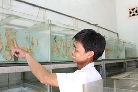 Nông dân Củ Chi nuôi cá dĩa: Nuôi chơi, lời hàng chục triệu đồng