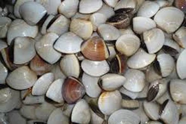 Không có hiện tượng nghêu chết hàng loạt ở Cần Giờ