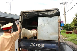 Xe ‘luồng xanh’ chở 41 con dê chưa kiểm dịch bị chặn ở ngã tư Bình Phước