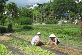 Vườn rau Lộc Hưng. Ảnh: PLO