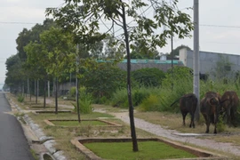 Vũng Tàu “siết” quản lý trâu, bò thả rông trên đường