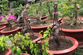 Bắt đối tượng cưa trộm hoa giấy trên đường đẹp nhất Vũng Tàu
