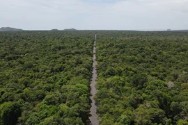 Bà Rịa-Vũng Tàu: Phát hiện 58 cây gỗ quý trong rừng bị ken vỏ trái phép