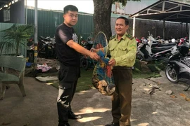 Phát hiện một con rái cá gần khách sạn ở Vũng Tàu