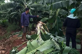 Bà Rịa - Vũng Tàu: Kiểm lâm phát cảnh báo nghi vấn 1 cá thể gấu phá hàng trăm cây chuối
