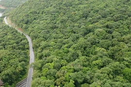 Lấy 1,92 ha rừng đặc dụng làm dự án Nhà máy xử lý rác Côn Đảo, trồng 5,76 ha thay thế