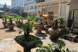 Hạt Kiểm lâm Côn Đảo thông tin vụ tịch thu 42 cây mai kiểng