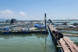 TP.HCM rà soát bè nổi, siết quản lý nuôi lồng bè ở xã Long Sơn 