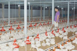 Trang trại treo chuồng vì giá thức ăn leo thang